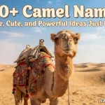 Camel Names